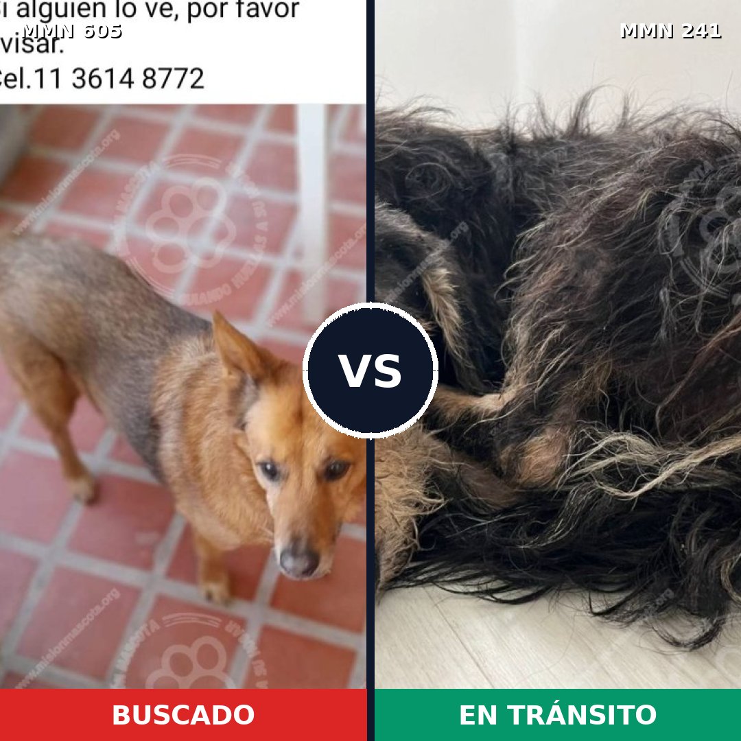 Comparativa MMS 11300: mascota perdida y mascota encontrada, 54% de similitud