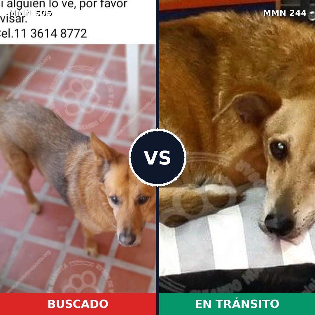 Comparativa MMS 11301: mascota perdida y mascota encontrada, 64% de similitud