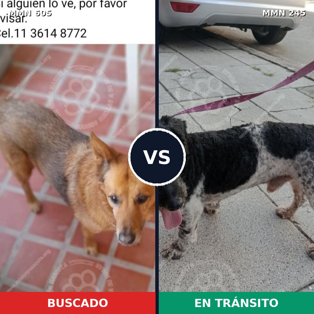 Comparativa MMS 11302: mascota perdida y mascota encontrada, 61% de similitud