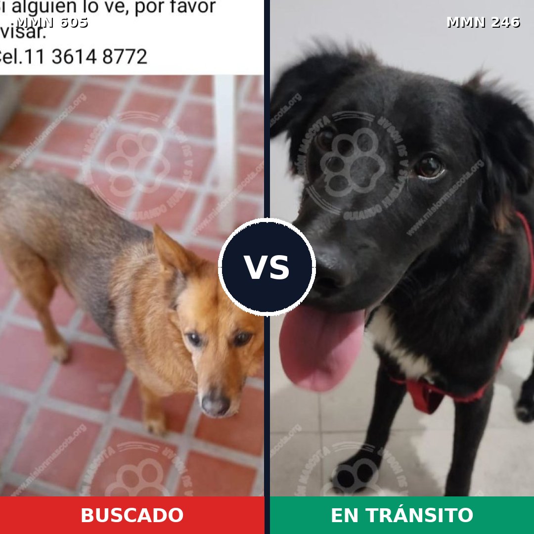 Comparativa MMS 11303: mascota perdida y mascota encontrada, 60% de similitud