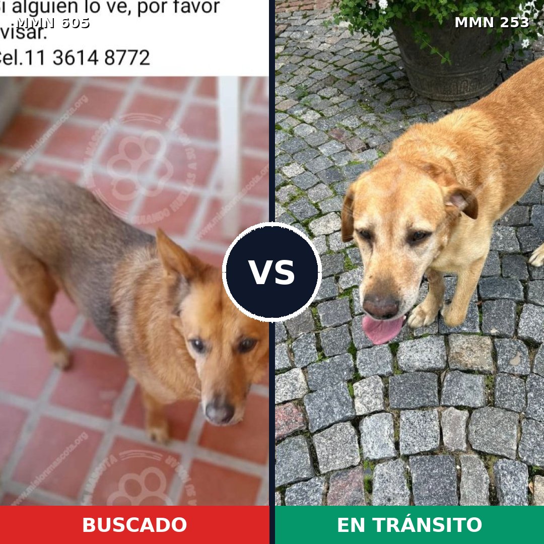 Comparativa MMS 11304: mascota perdida y mascota encontrada, 53% de similitud