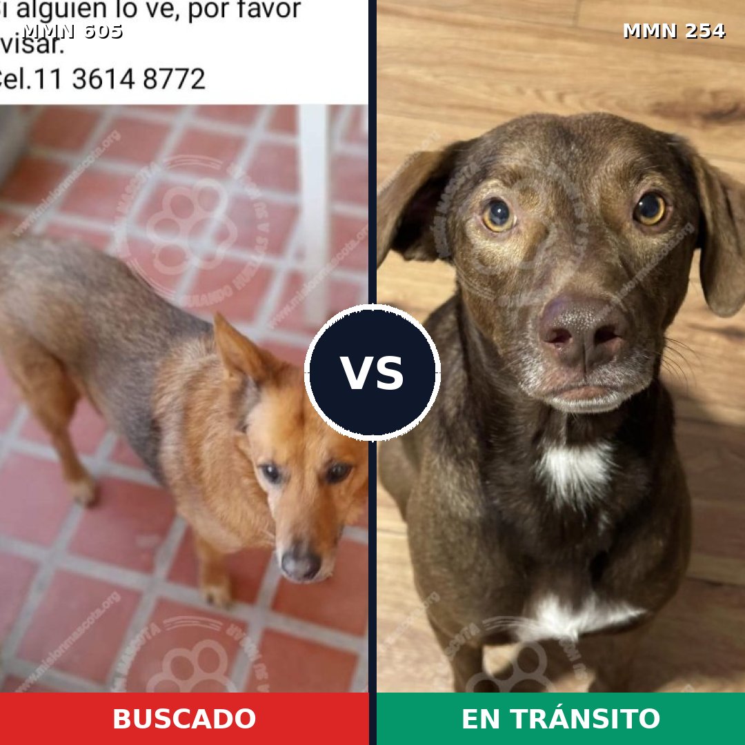 Comparativa MMS 11305: mascota perdida y mascota encontrada, 56% de similitud