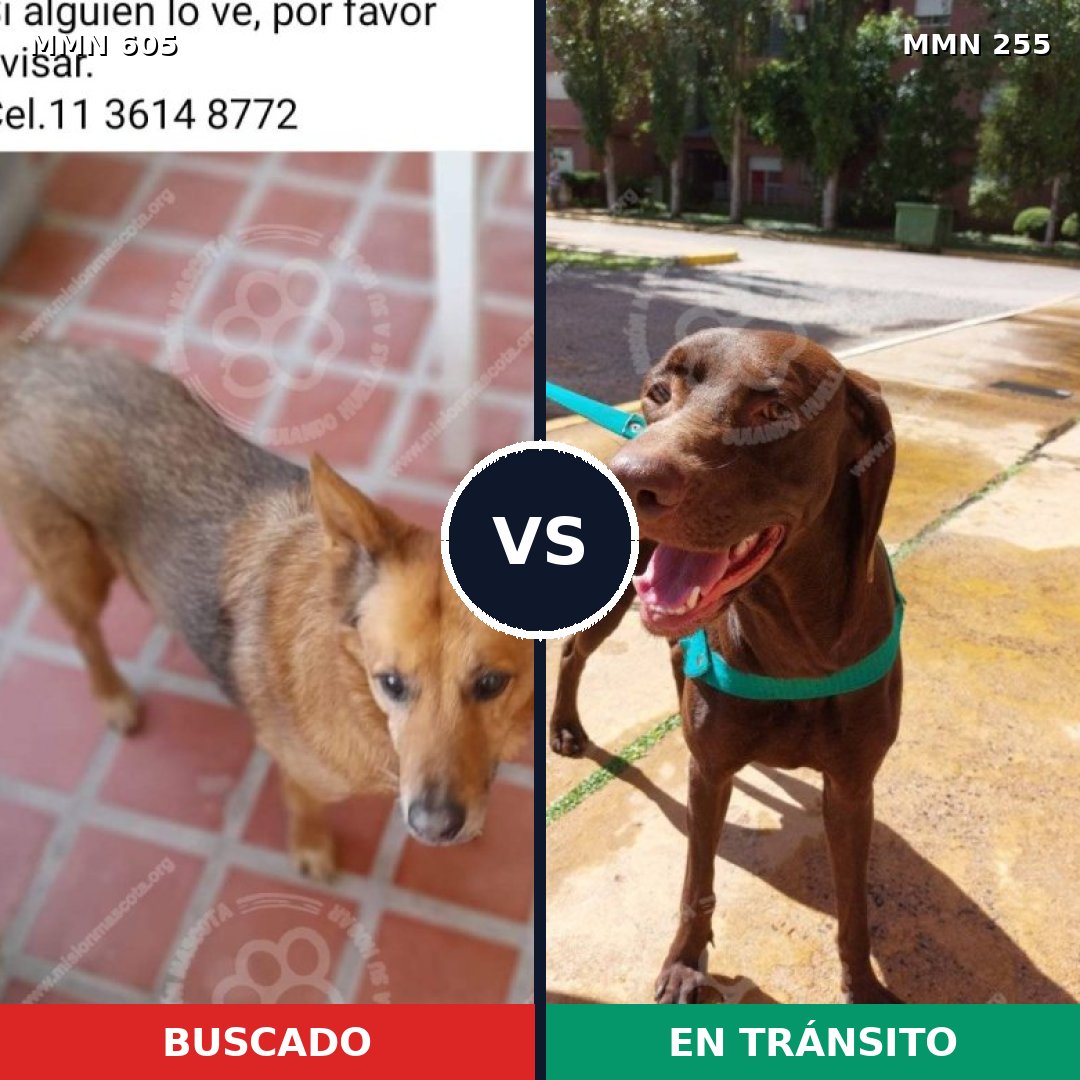 Comparativa MMS 11306: mascota perdida y mascota encontrada, 46% de similitud