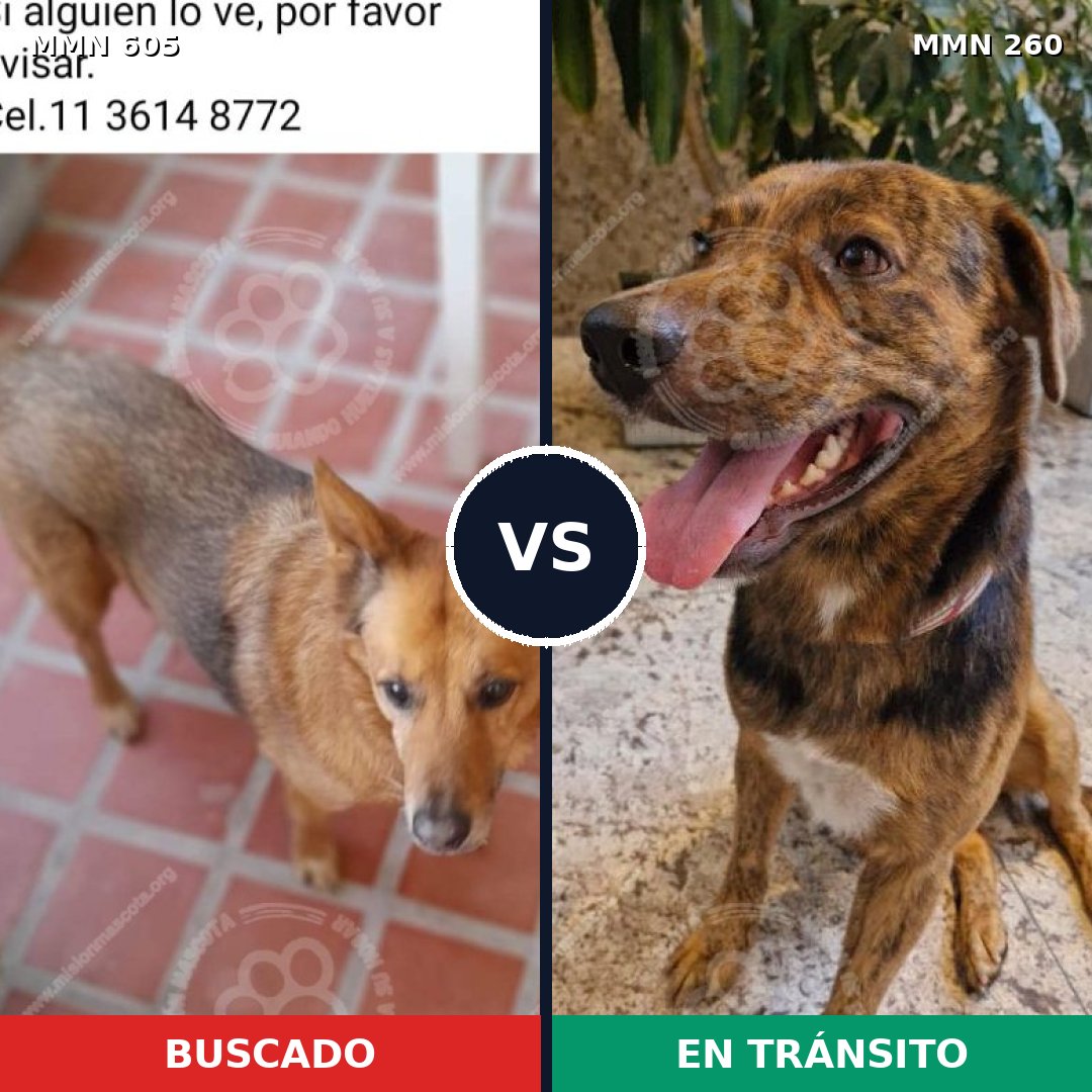 Comparativa MMS 11307: mascota perdida y mascota encontrada, 47% de similitud