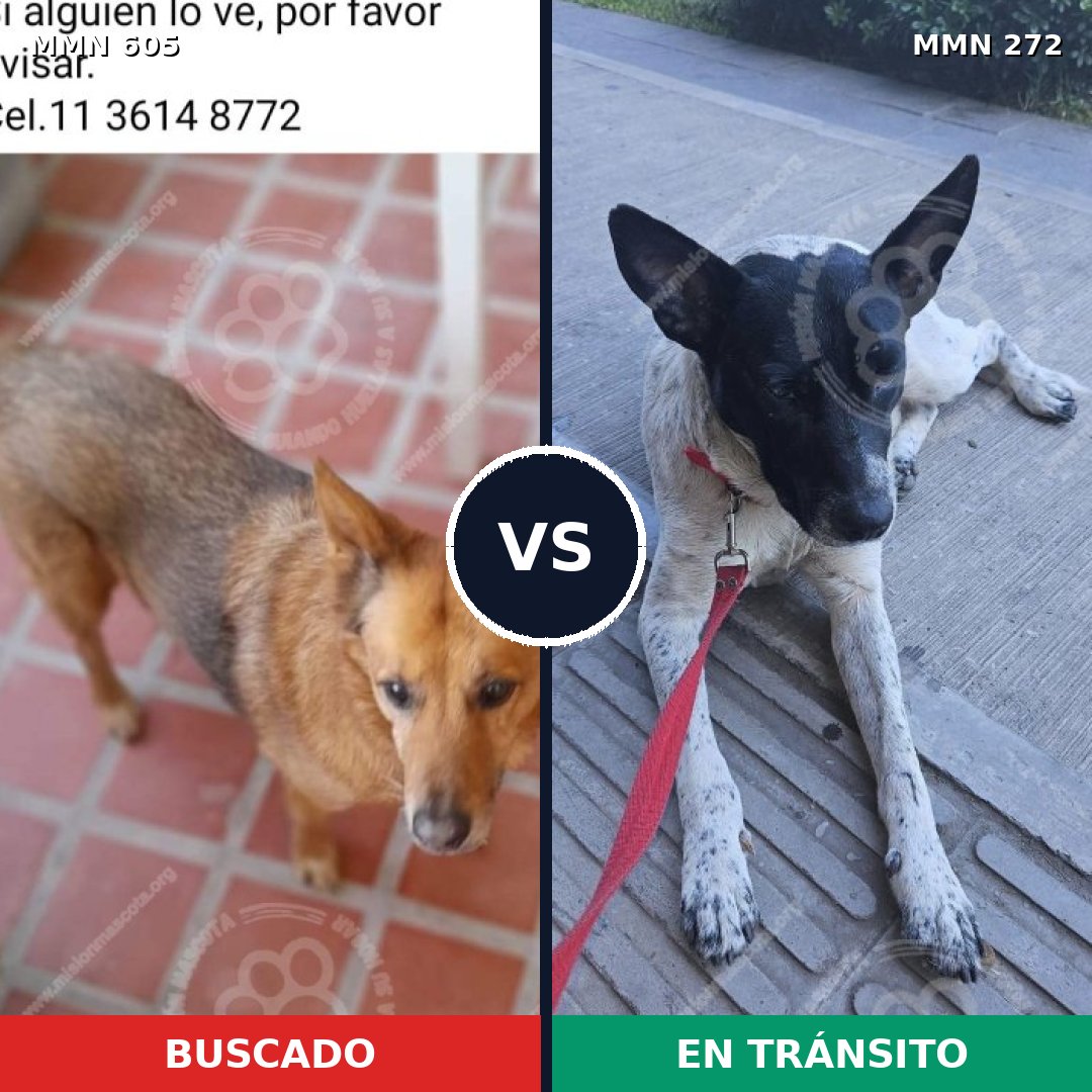 Comparativa MMS 11308: mascota perdida y mascota encontrada, 51% de similitud