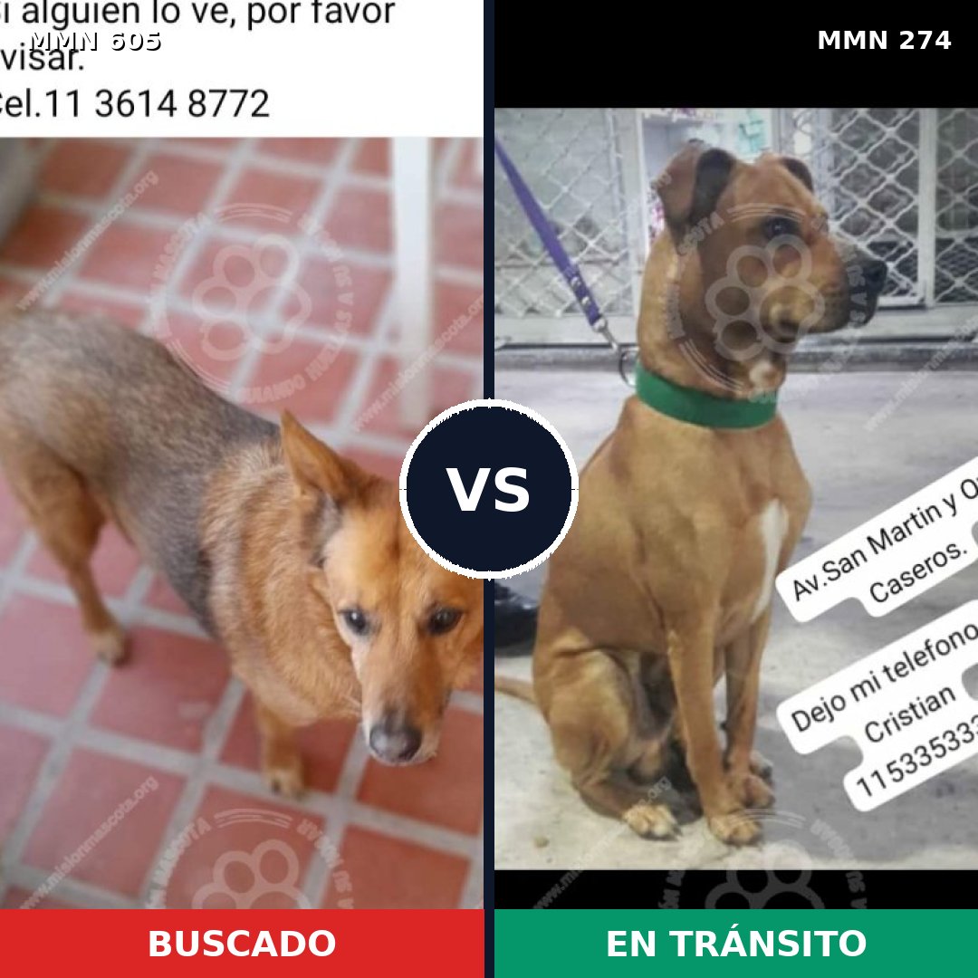 Comparativa MMS 11309: mascota perdida y mascota encontrada, 69% de similitud