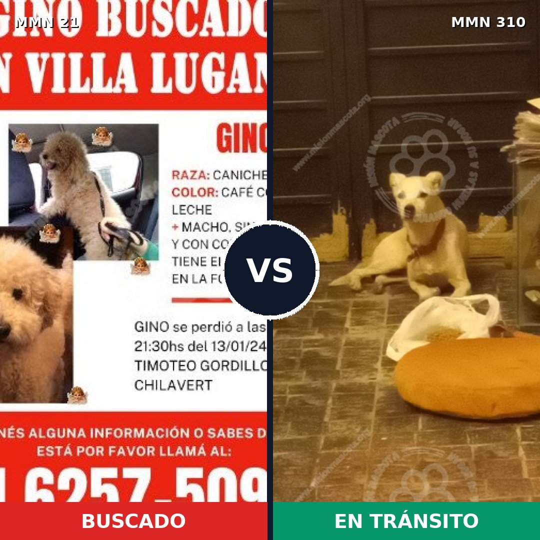 Comparativa MMS 1131: mascota perdida y mascota encontrada, 35% de similitud