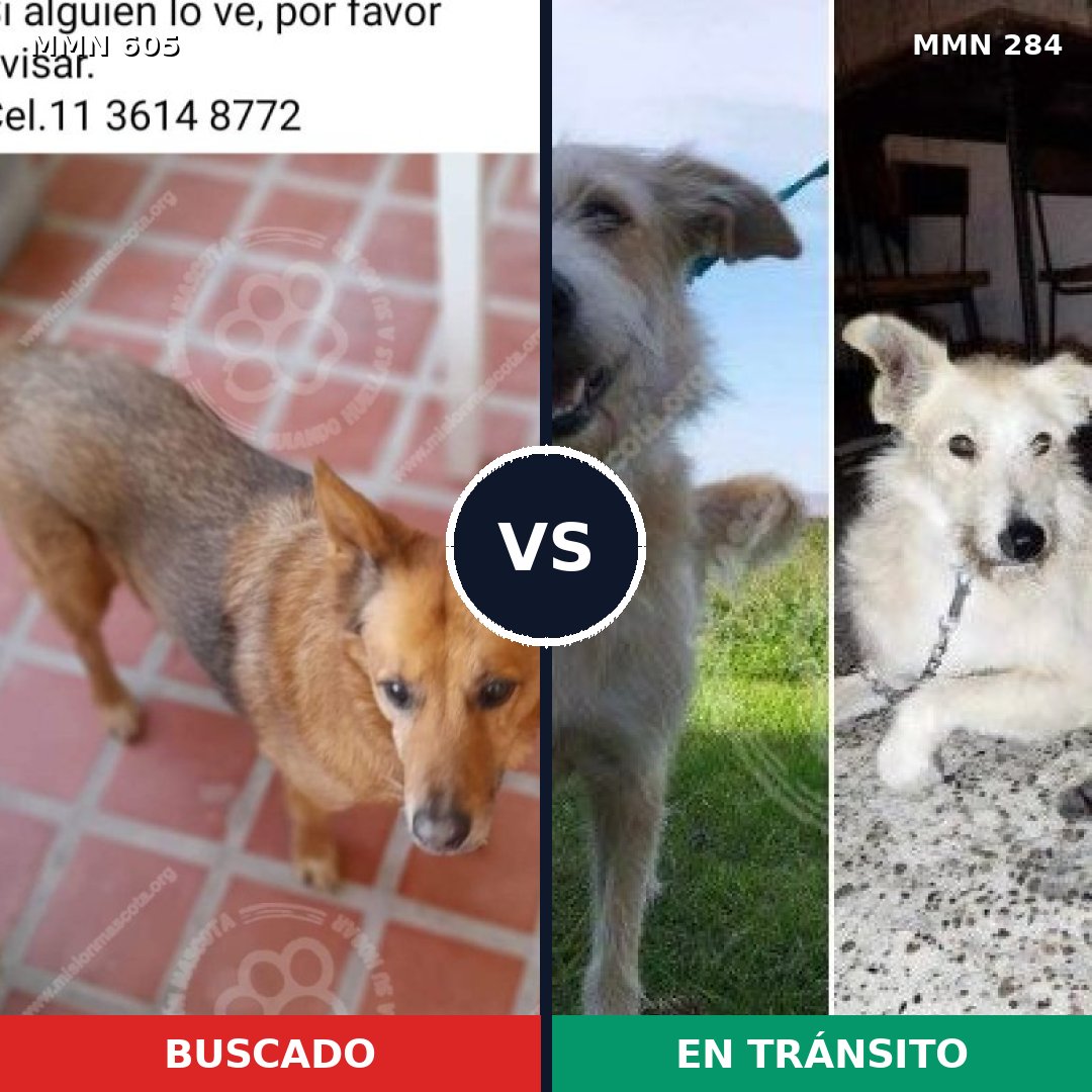 Comparativa MMS 11310: mascota perdida y mascota encontrada, 68% de similitud