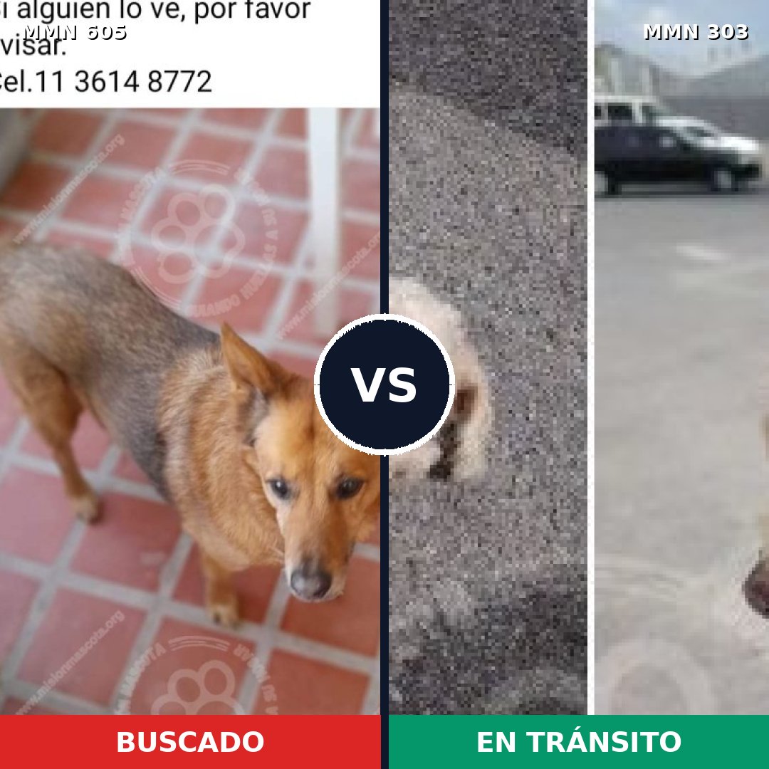 Comparativa MMS 11311: mascota perdida y mascota encontrada, 43% de similitud