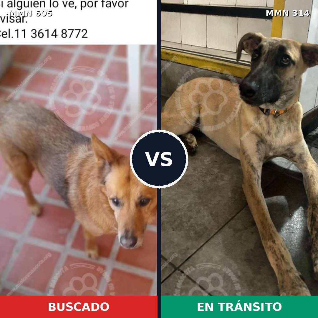 Comparativa MMS 11313: mascota perdida y mascota encontrada, 62% de similitud