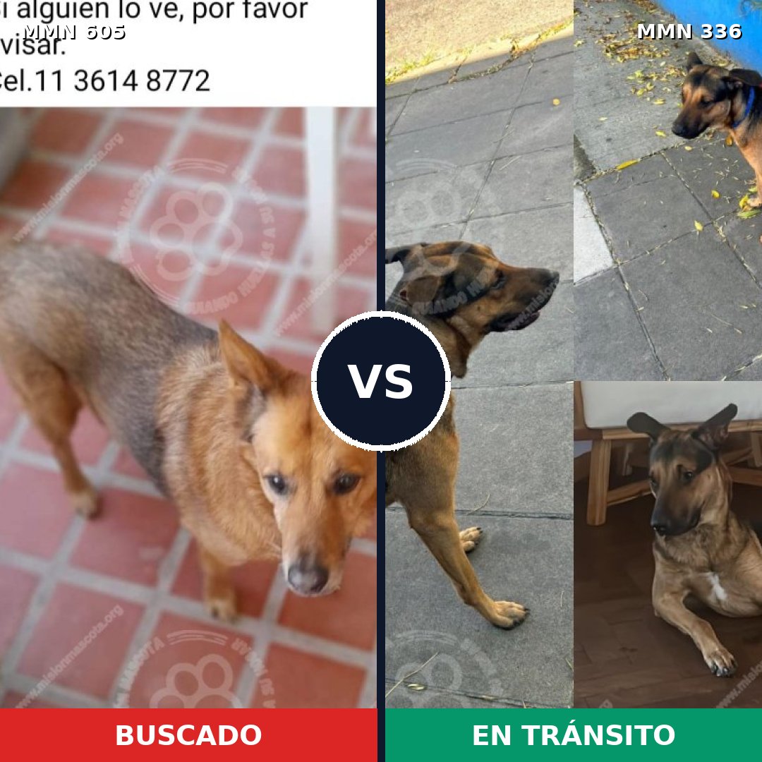 Comparativa MMS 11314: mascota perdida y mascota encontrada, 65% de similitud