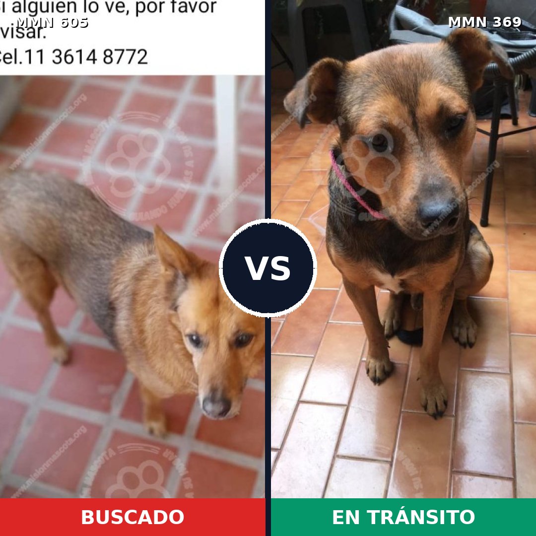 Comparativa MMS 11316: mascota perdida y mascota encontrada, 64% de similitud