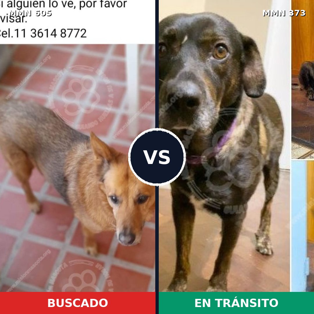 Comparativa MMS 11317: mascota perdida y mascota encontrada, 63% de similitud