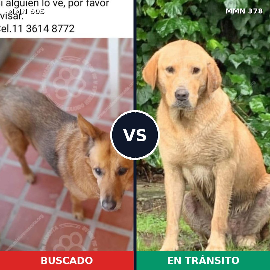 Comparativa MMS 11319: mascota perdida y mascota encontrada, 41% de similitud