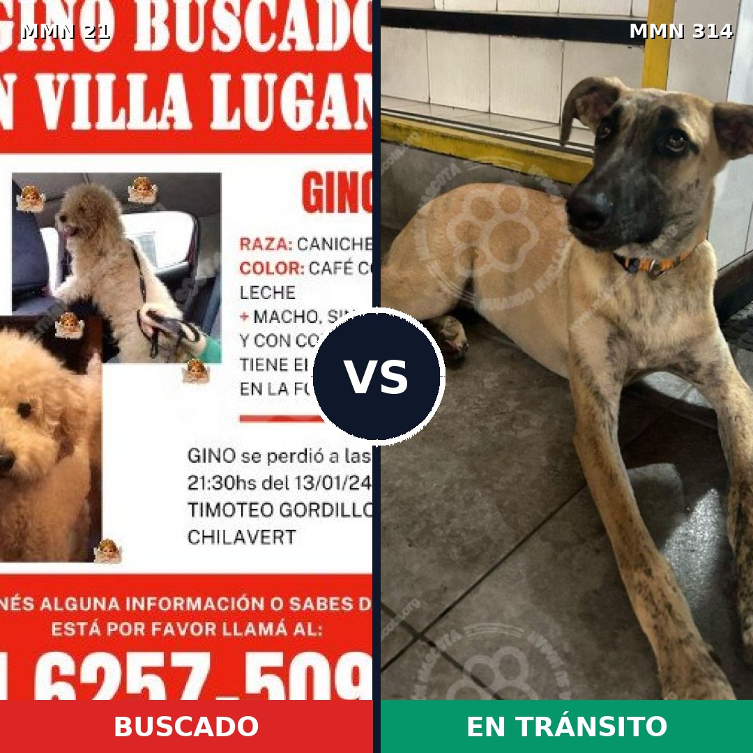 Comparativa MMS 1132: mascota perdida y mascota encontrada, 23% de similitud