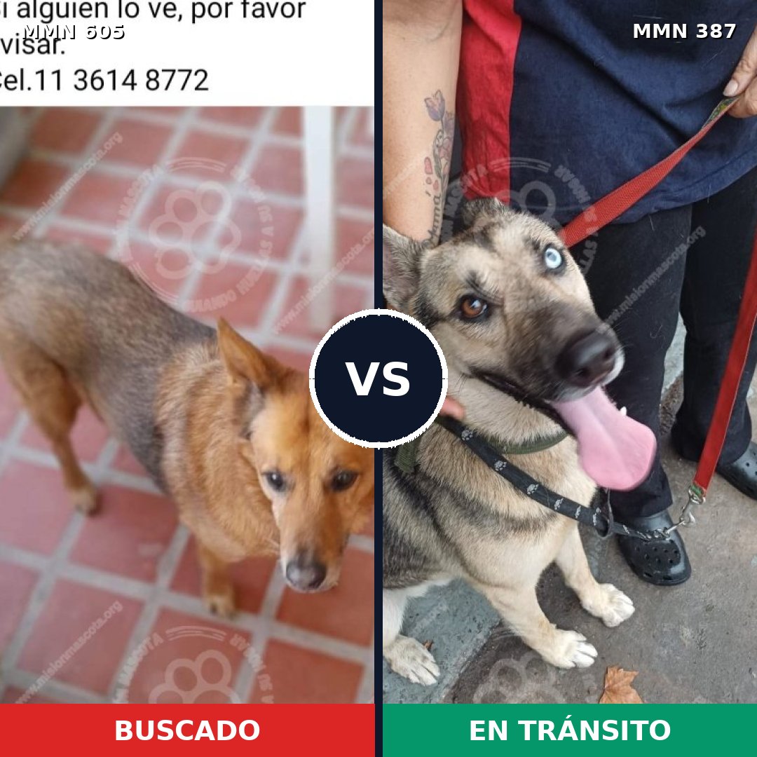Comparativa MMS 11321: mascota perdida y mascota encontrada, 39% de similitud