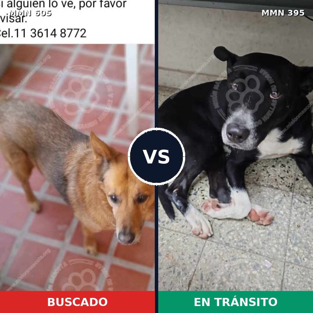 Comparativa MMS 11322: mascota perdida y mascota encontrada, 64% de similitud