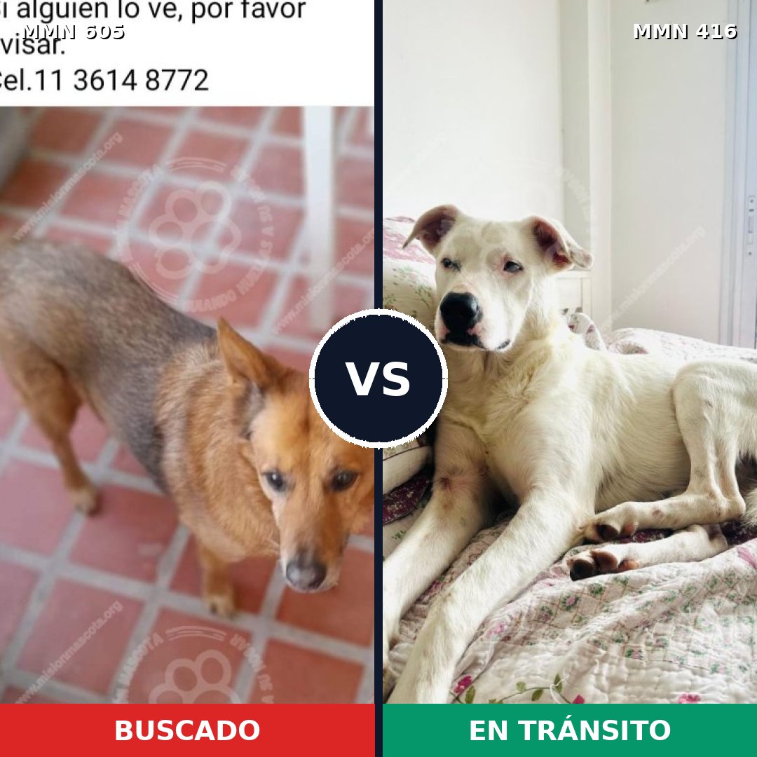 Comparativa MMS 11324: mascota perdida y mascota encontrada, 48% de similitud