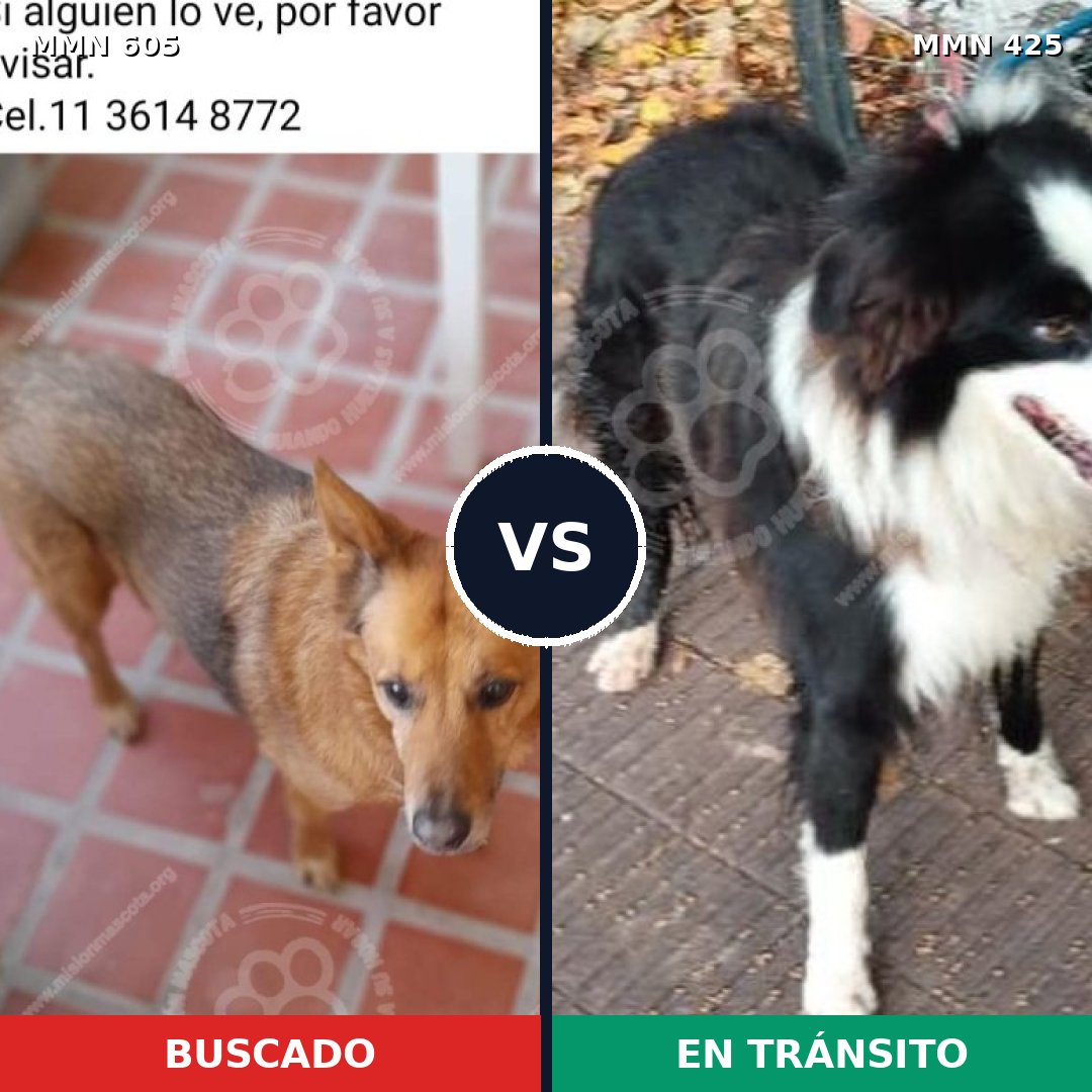 Comparativa MMS 11326: mascota perdida y mascota encontrada, 54% de similitud