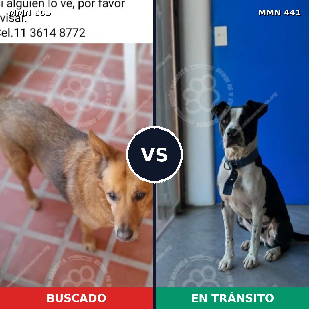 Comparativa MMS 11327: mascota perdida y mascota encontrada, 54% de similitud
