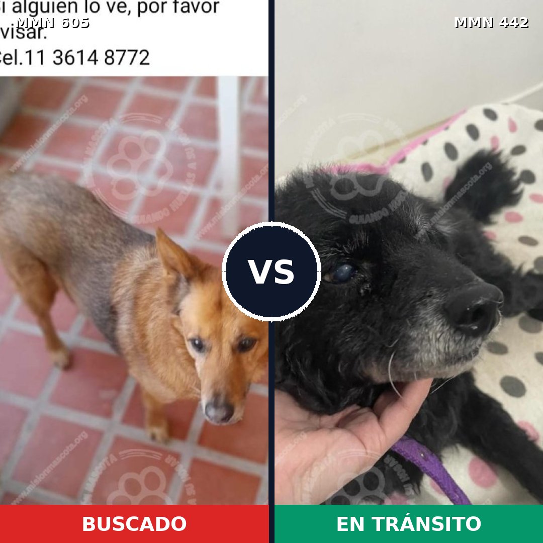 Comparativa MMS 11328: mascota perdida y mascota encontrada, 64% de similitud