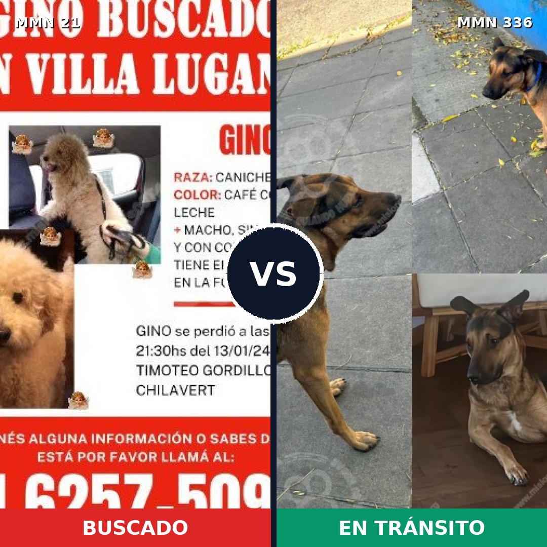 Comparativa MMS 1133: mascota perdida y mascota encontrada, 39% de similitud