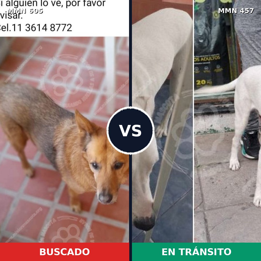 Comparativa MMS 11330: mascota perdida y mascota encontrada, 58% de similitud