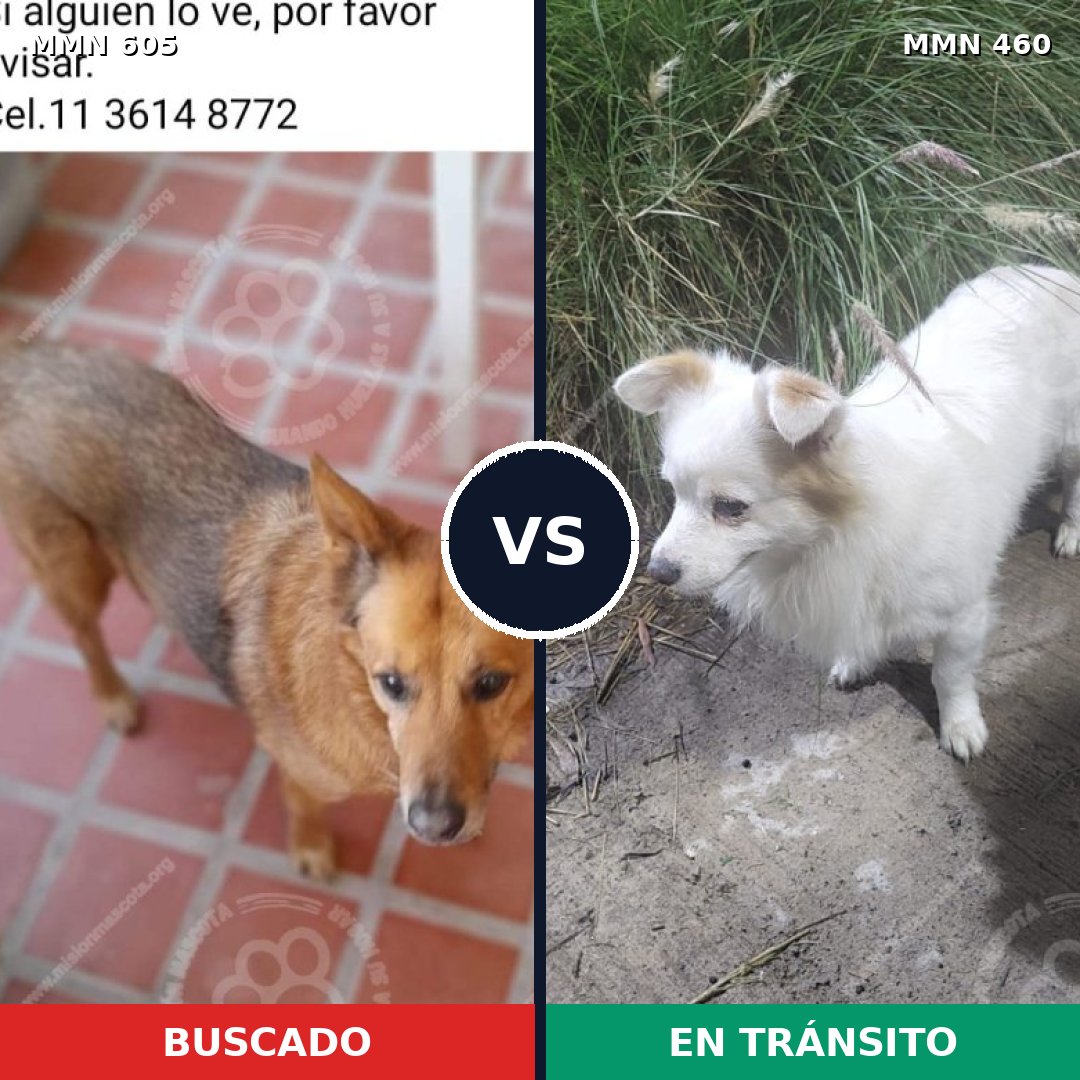 Comparativa MMS 11331: mascota perdida y mascota encontrada, 57% de similitud