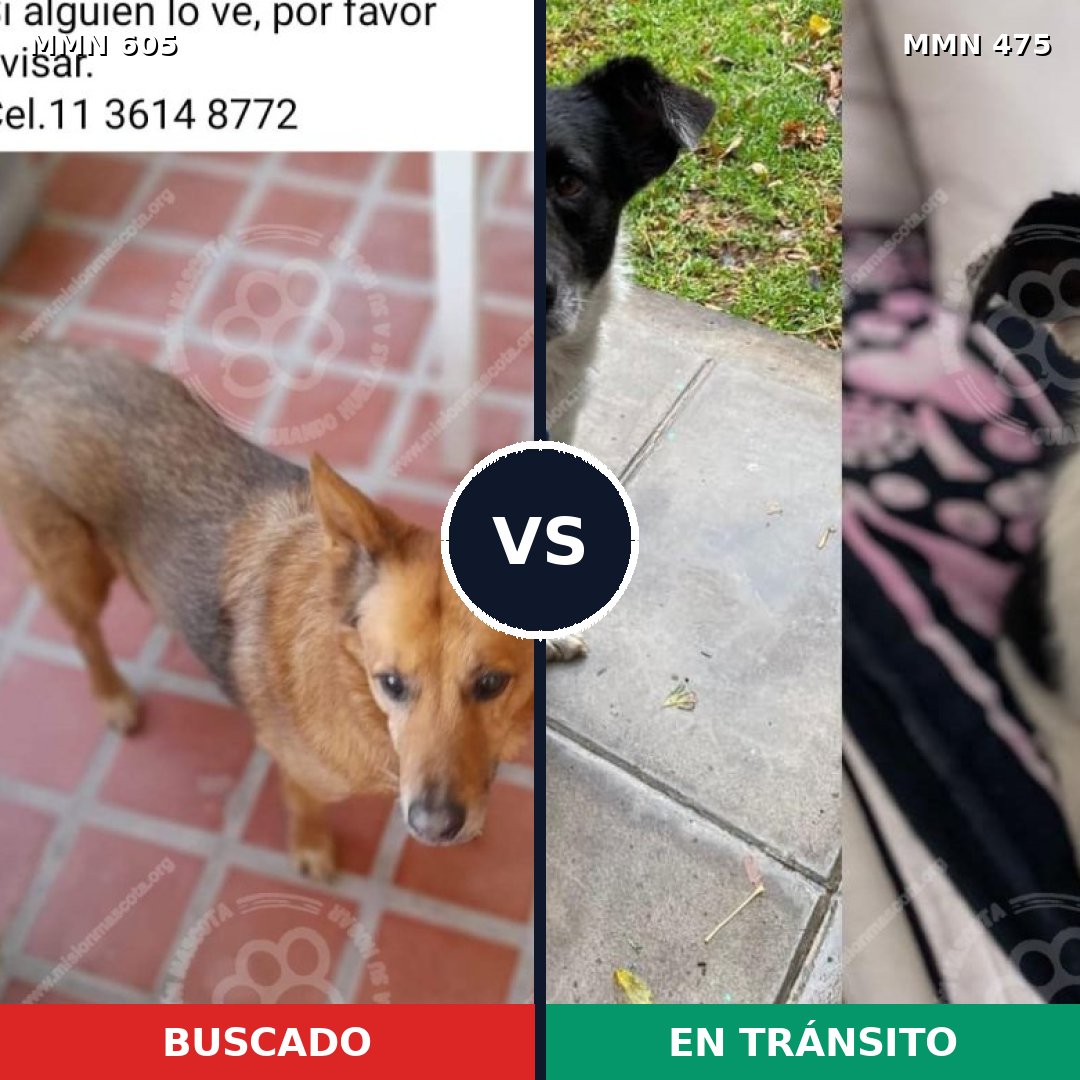 Comparativa MMS 11334: mascota perdida y mascota encontrada, 64% de similitud