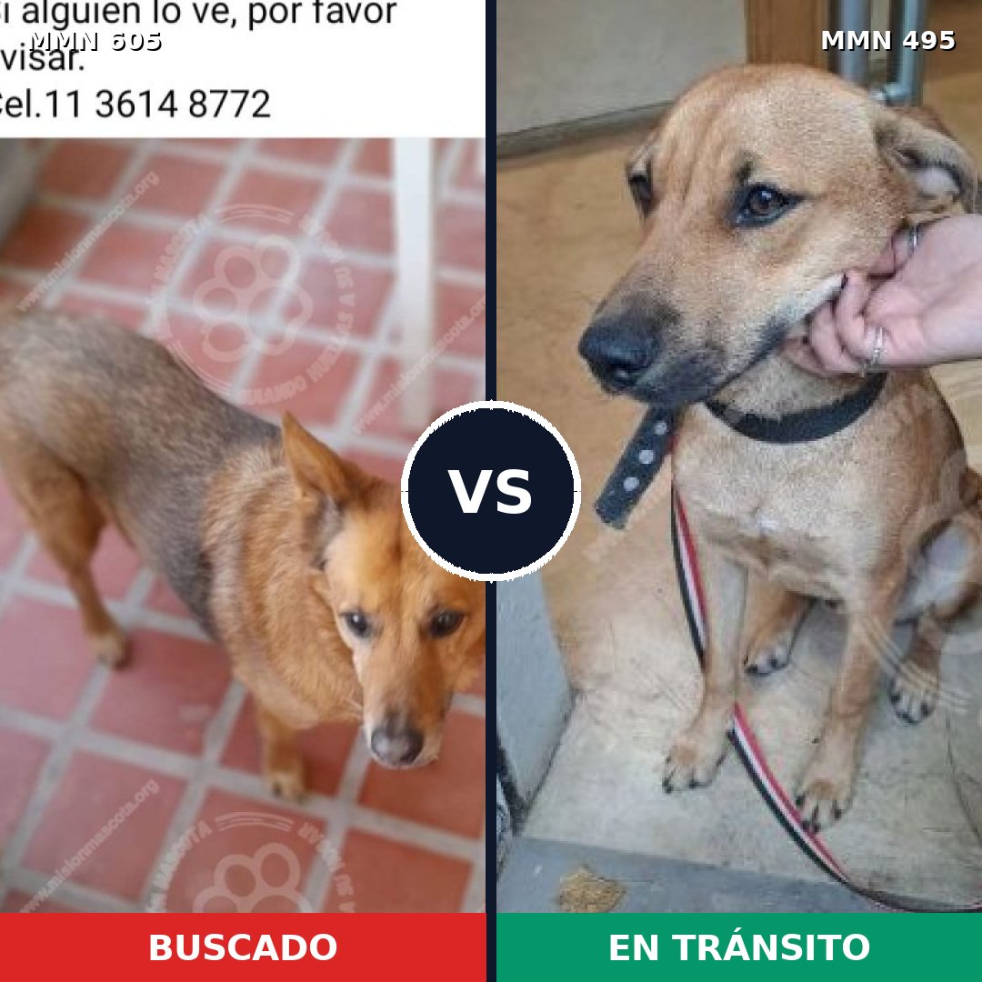 Comparativa MMS 11336: mascota perdida y mascota encontrada, 68% de similitud