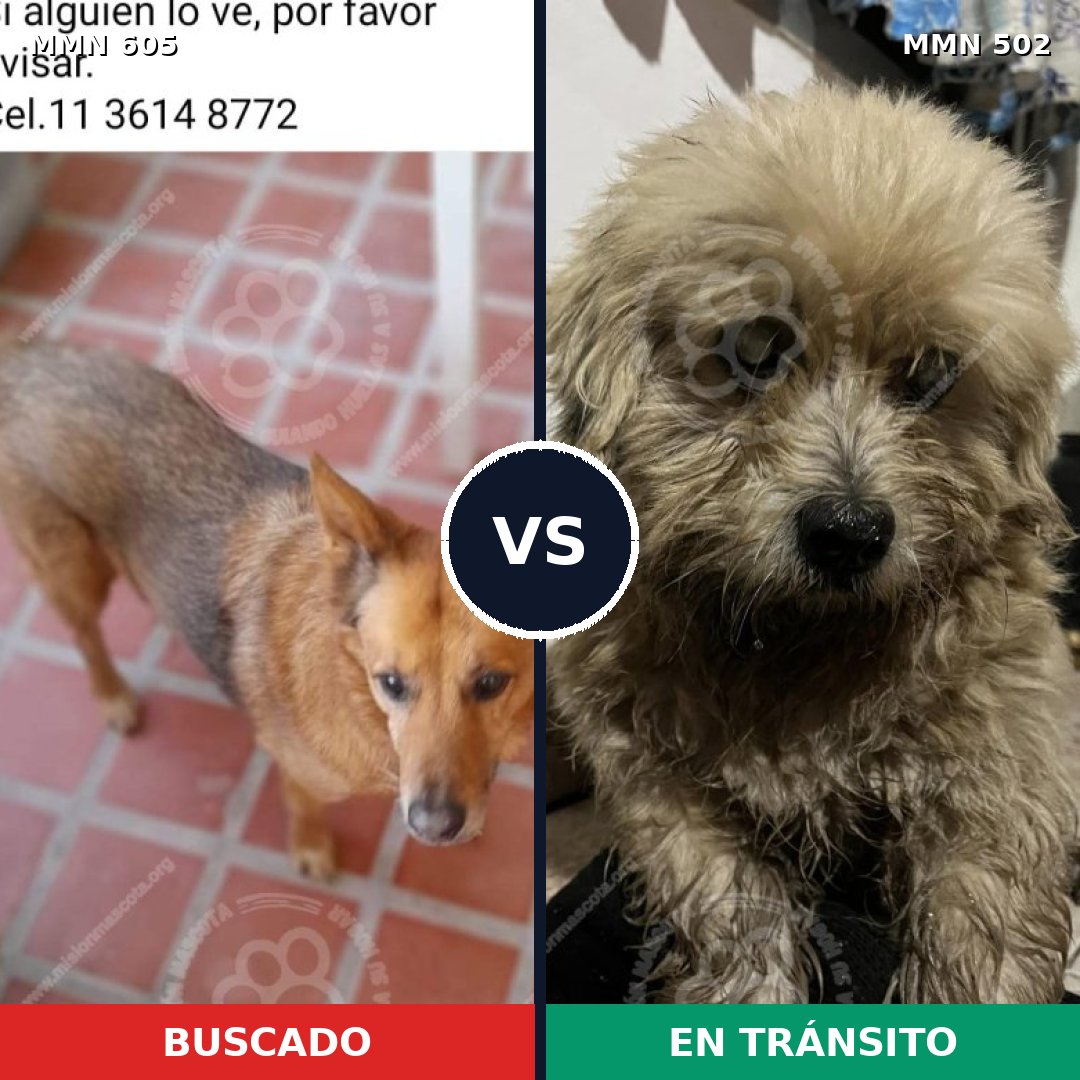 Comparativa MMS 11337: mascota perdida y mascota encontrada, 58% de similitud