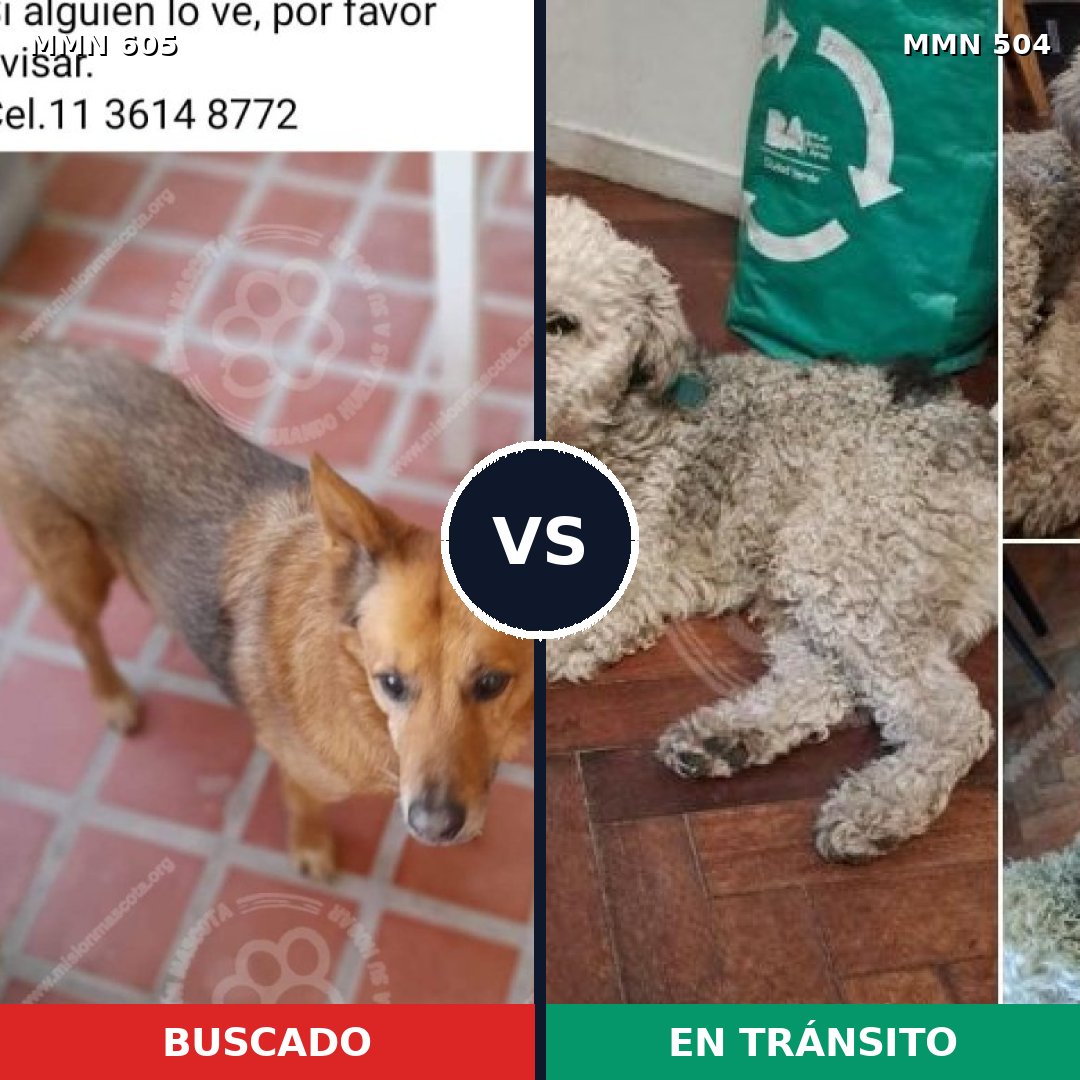 Comparativa MMS 11338: mascota perdida y mascota encontrada, 47% de similitud
