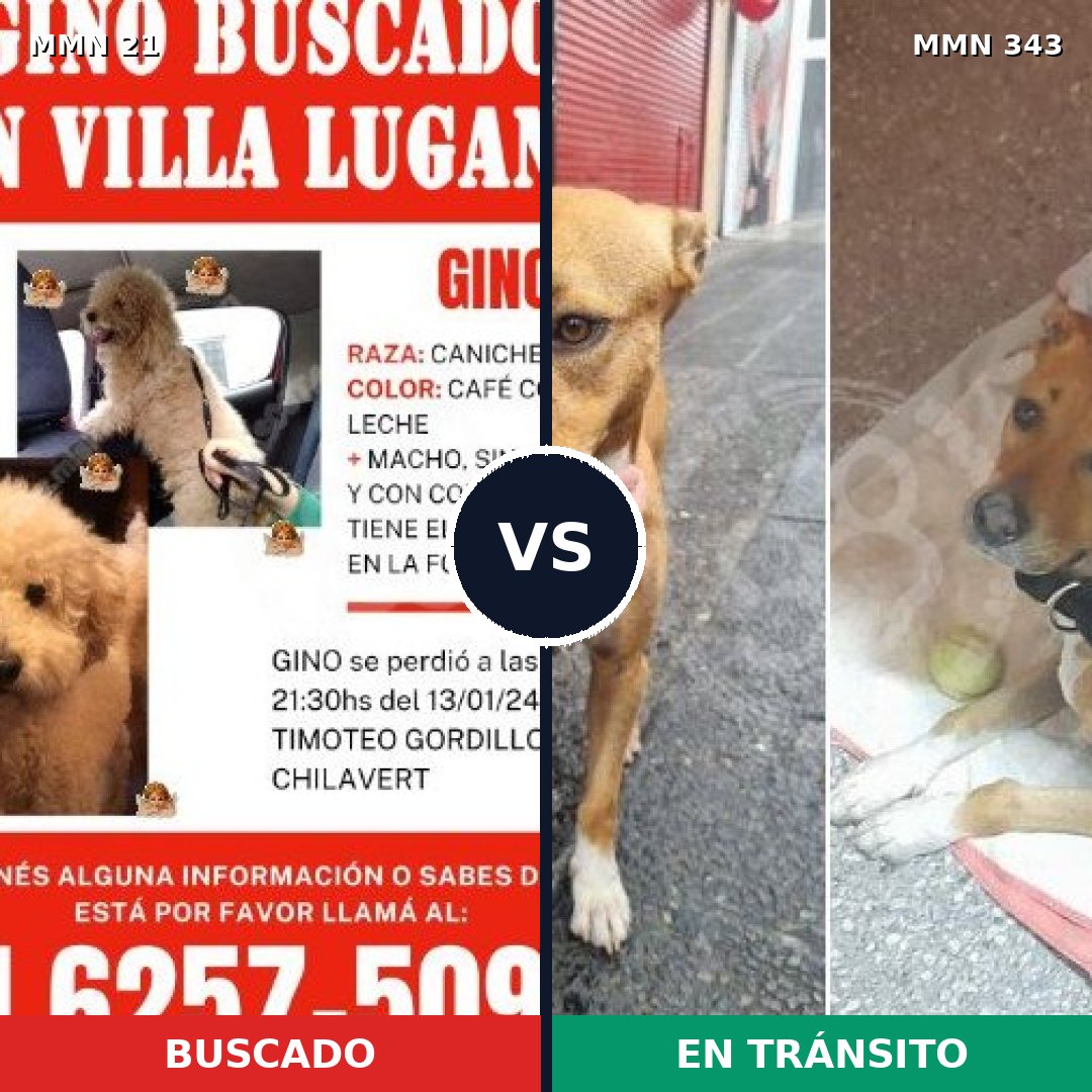 Comparativa MMS 1134: mascota perdida y mascota encontrada, 33% de similitud