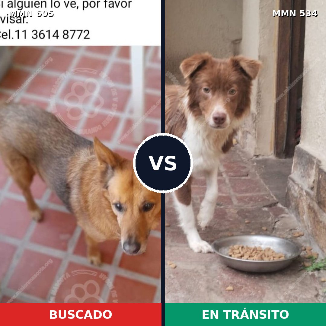 Comparativa MMS 11340: mascota perdida y mascota encontrada, 63% de similitud