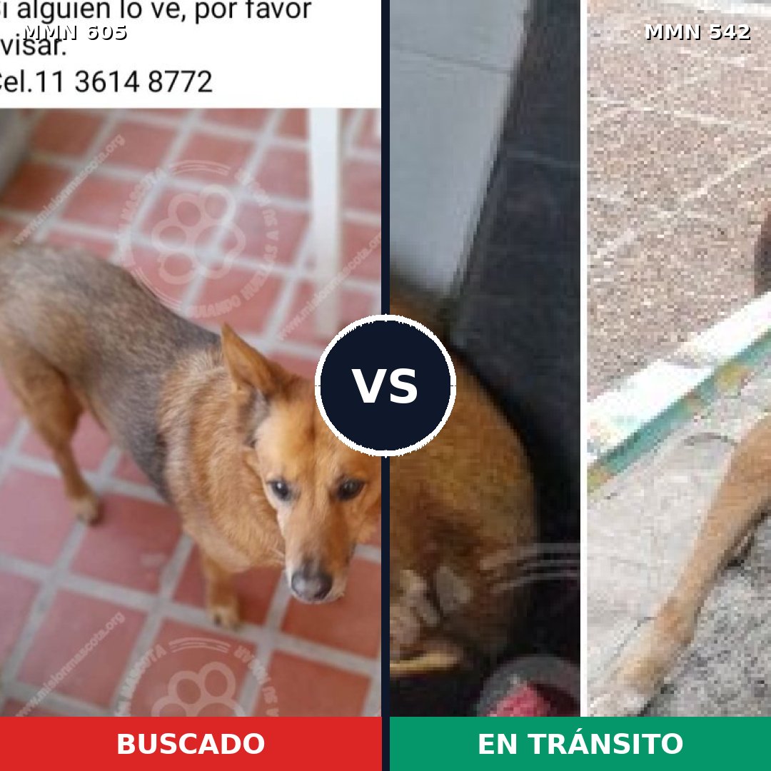 Comparativa MMS 11341: mascota perdida y mascota encontrada, 57% de similitud