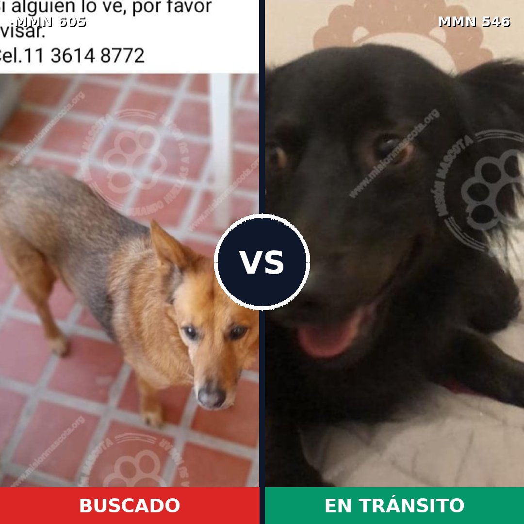 Comparativa MMS 11342: mascota perdida y mascota encontrada, 56% de similitud