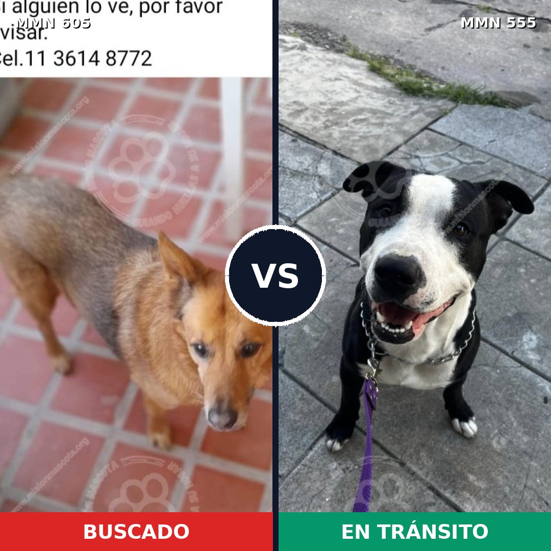Comparativa MMS 11343: mascota perdida y mascota encontrada, 40% de similitud