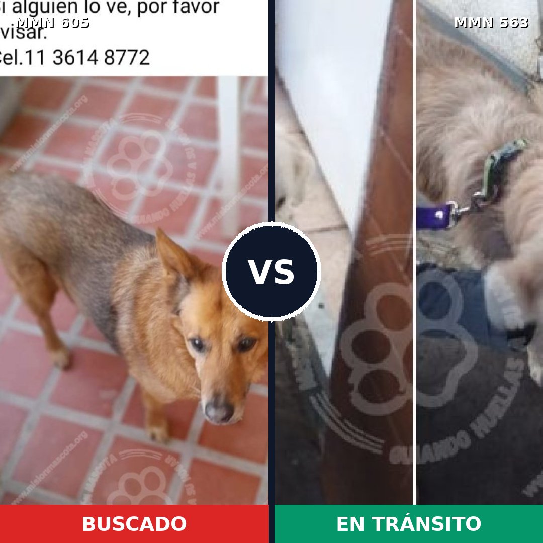 Comparativa MMS 11344: mascota perdida y mascota encontrada, 53% de similitud