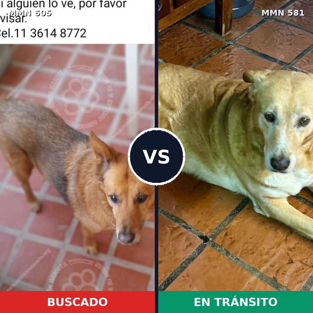Comparativa MMS 11347: mascota perdida y mascota encontrada, 53% de similitud