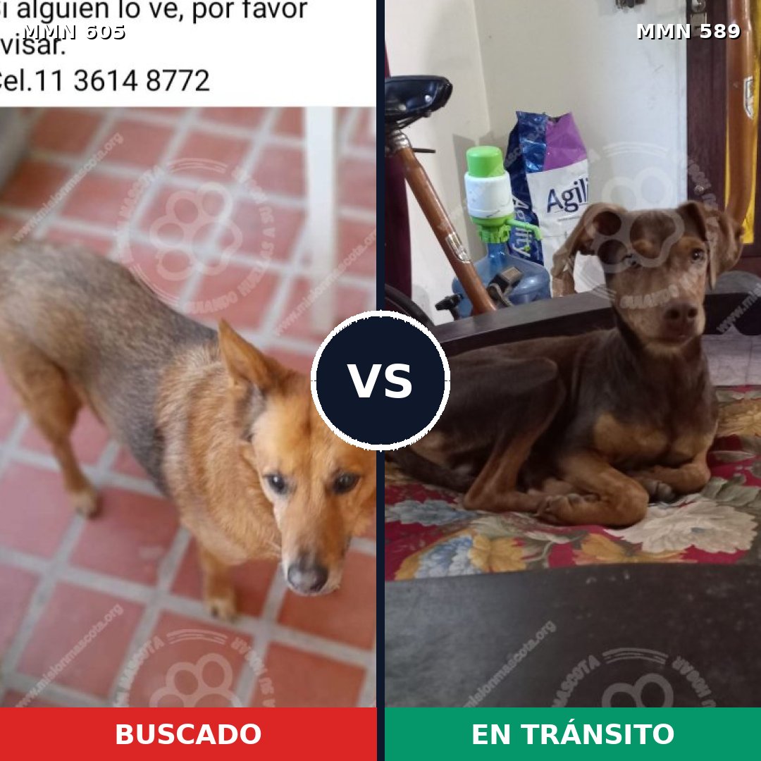 Comparativa MMS 11348: mascota perdida y mascota encontrada, 61% de similitud