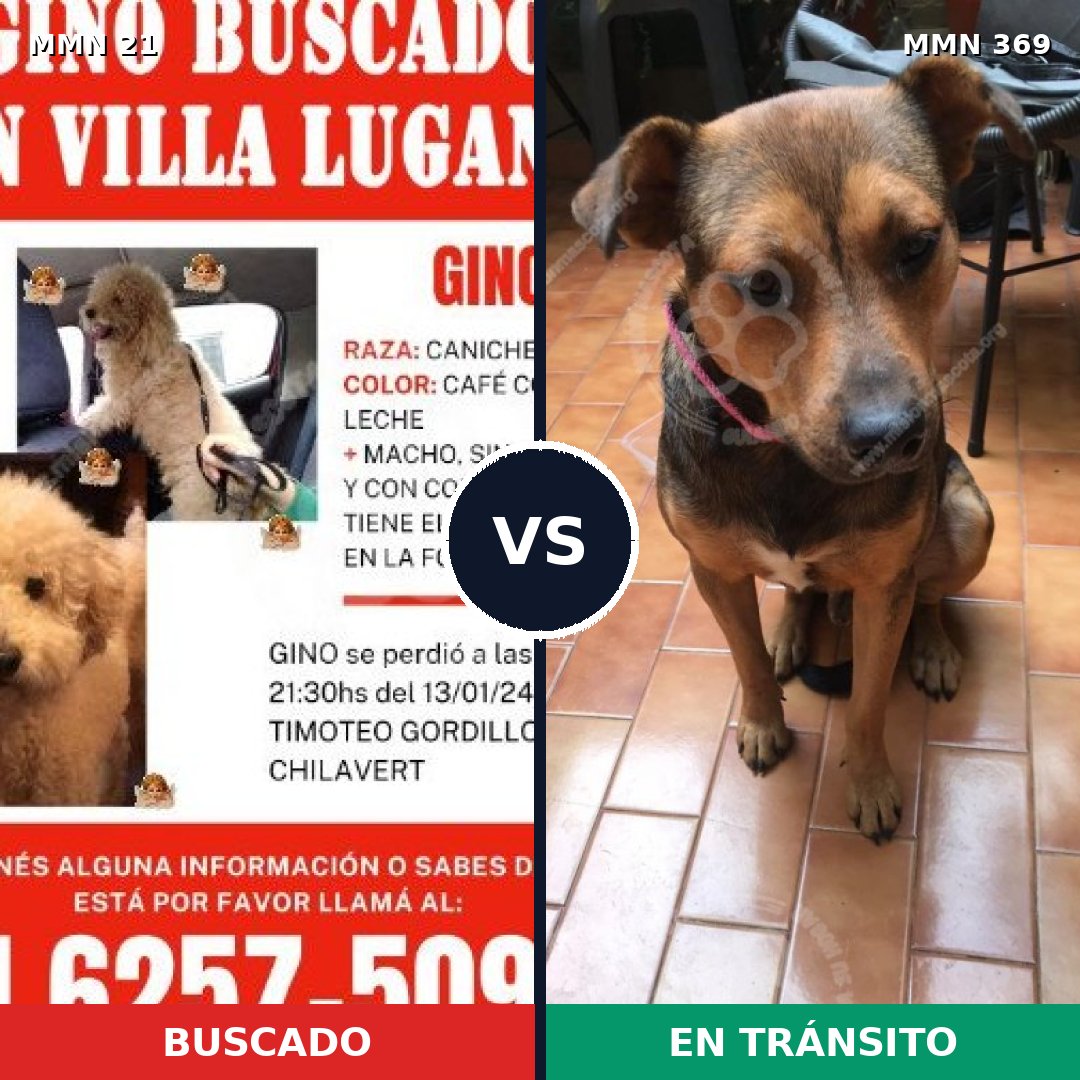 Comparativa MMS 1135: mascota perdida y mascota encontrada, 33% de similitud