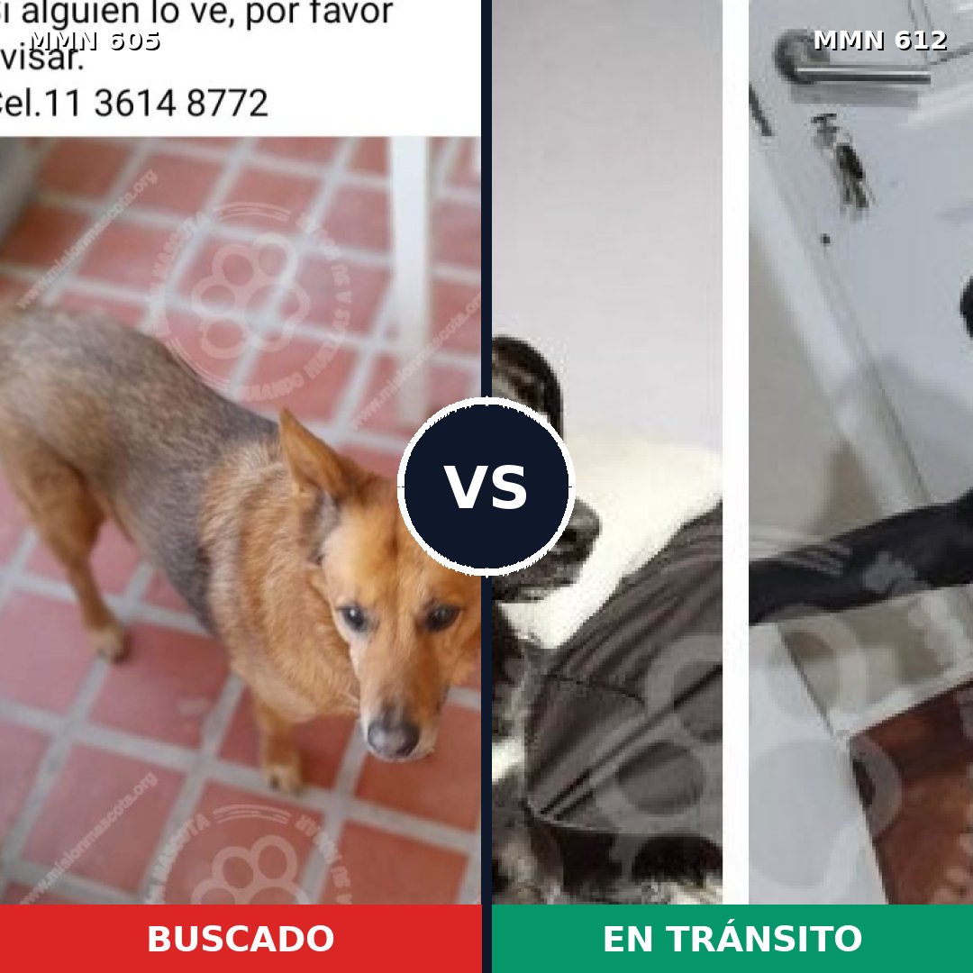 Comparativa MMS 11350: mascota perdida y mascota encontrada, 62% de similitud