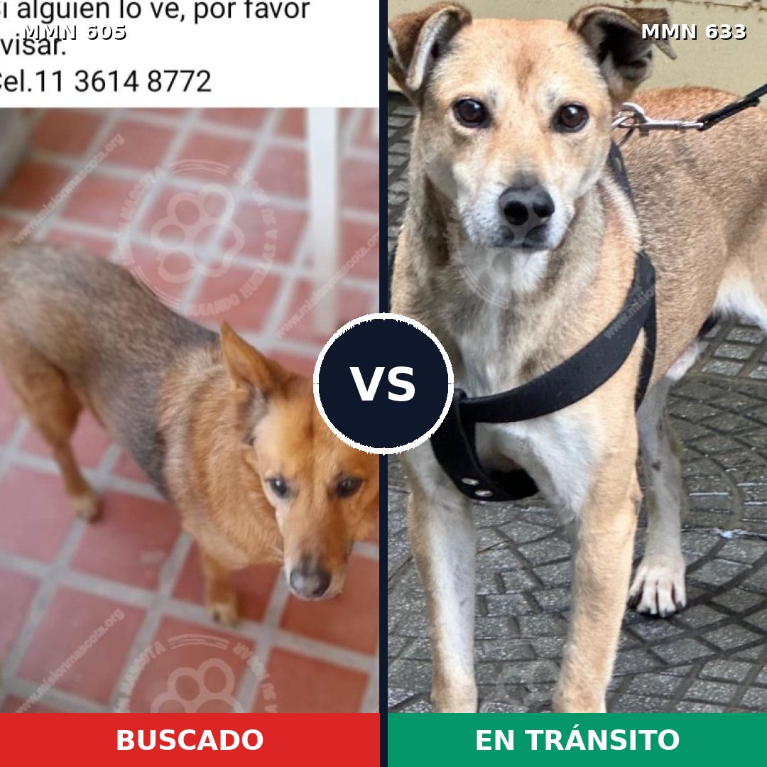 Comparativa MMS 11351: mascota perdida y mascota encontrada, 68% de similitud