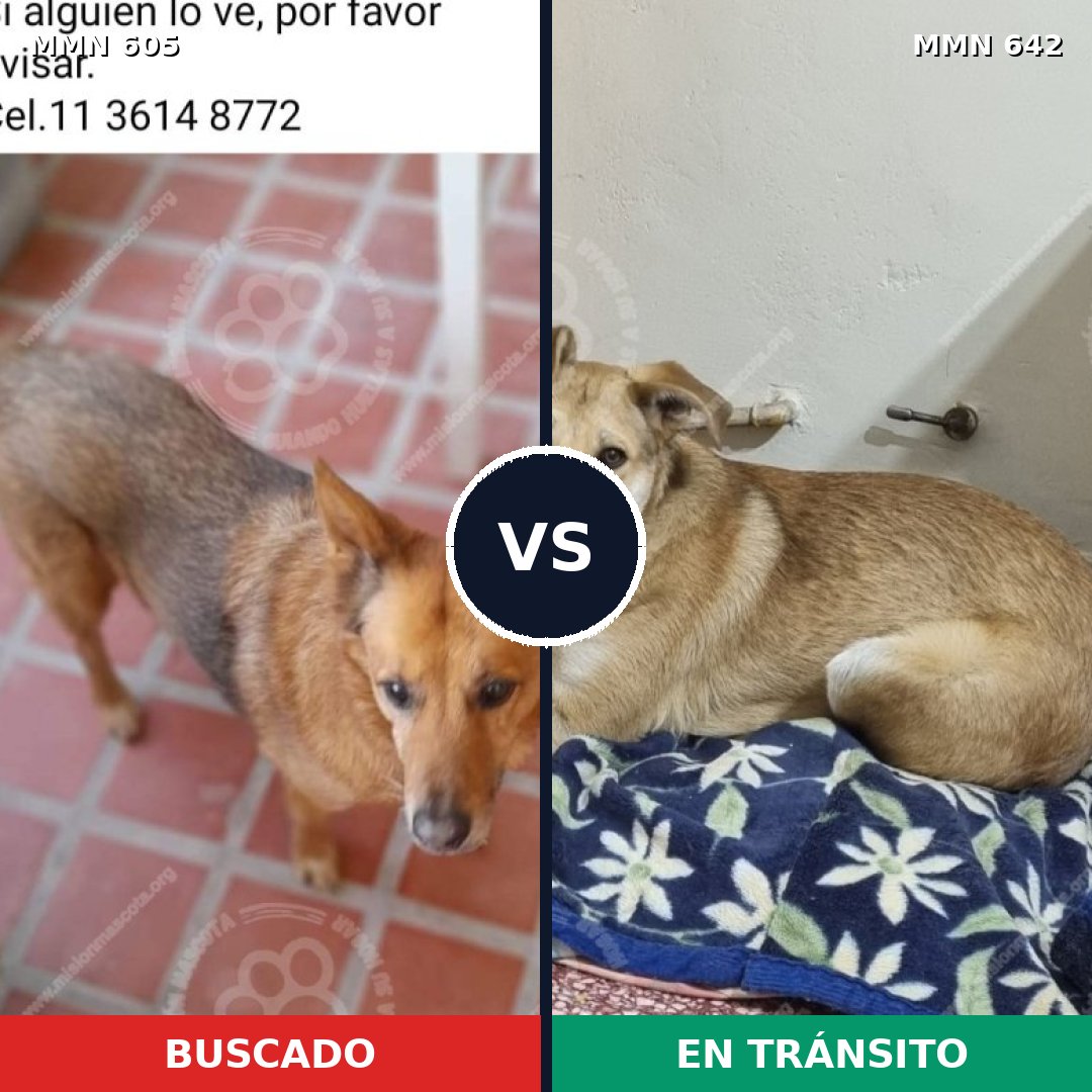 Comparativa MMS 11352: mascota perdida y mascota encontrada, 57% de similitud