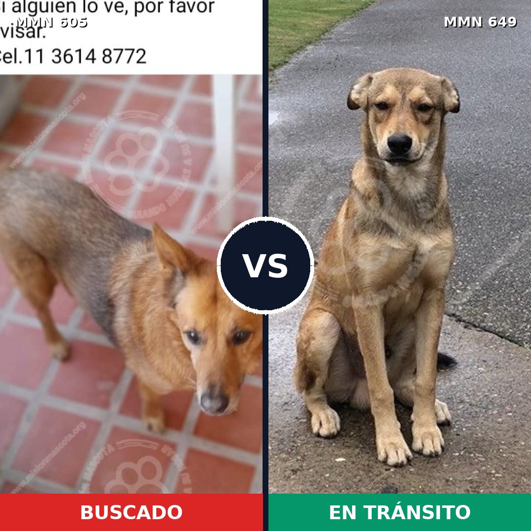Comparativa MMS 11353: mascota perdida y mascota encontrada, 33% de similitud