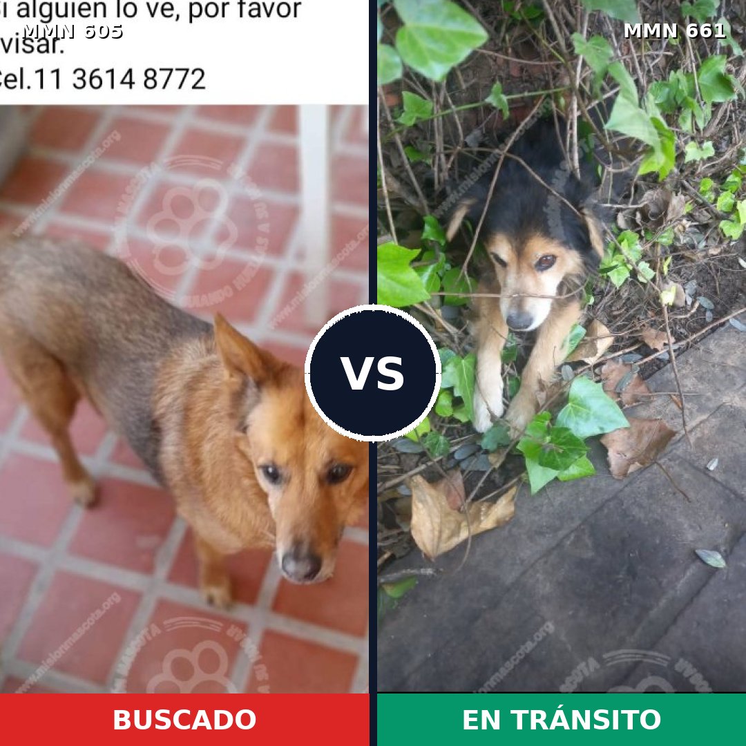 Comparativa MMS 11354: mascota perdida y mascota encontrada, 34% de similitud