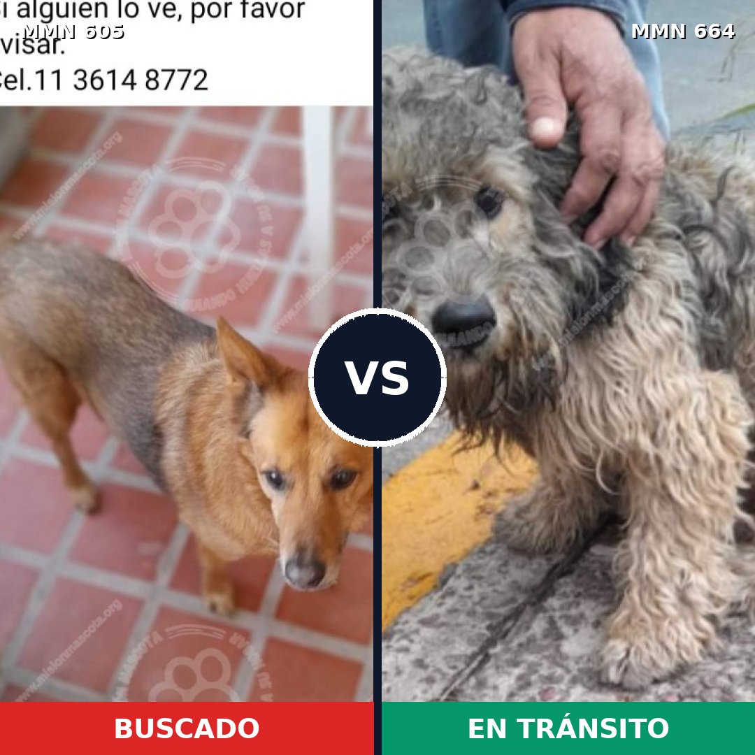 Comparativa MMS 11355: mascota perdida y mascota encontrada, 68% de similitud