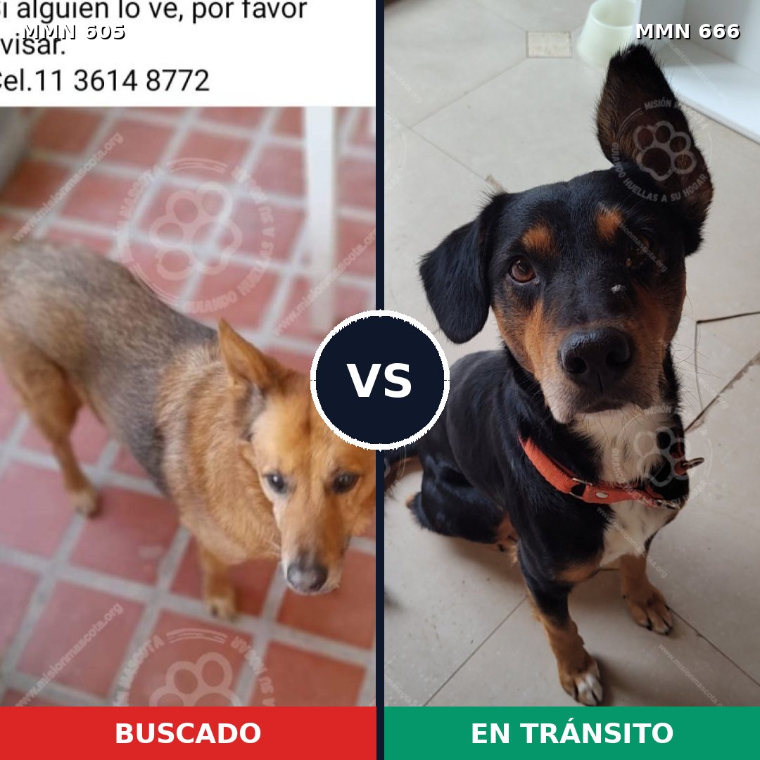 Comparativa MMS 11356: mascota perdida y mascota encontrada, 42% de similitud