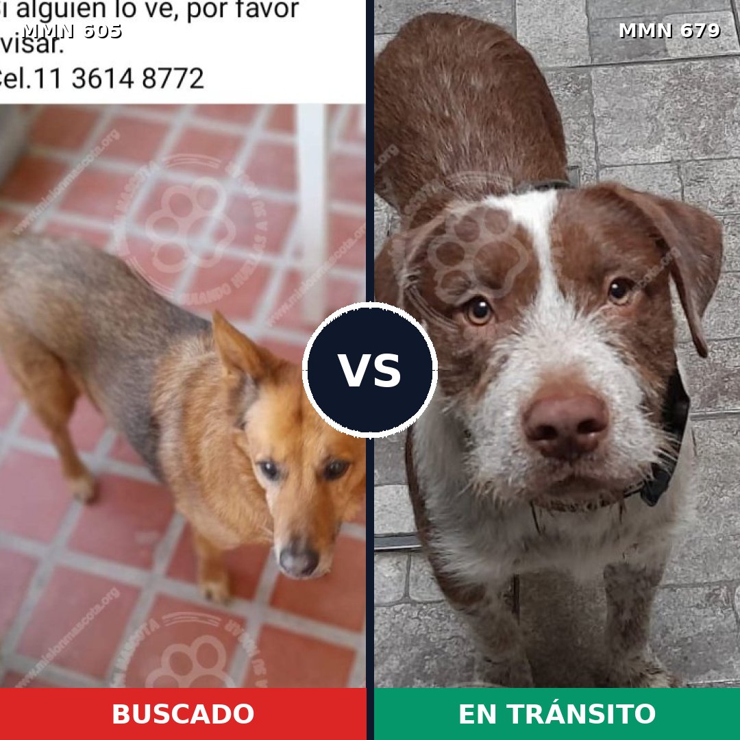 Comparativa MMS 11357: mascota perdida y mascota encontrada, 52% de similitud