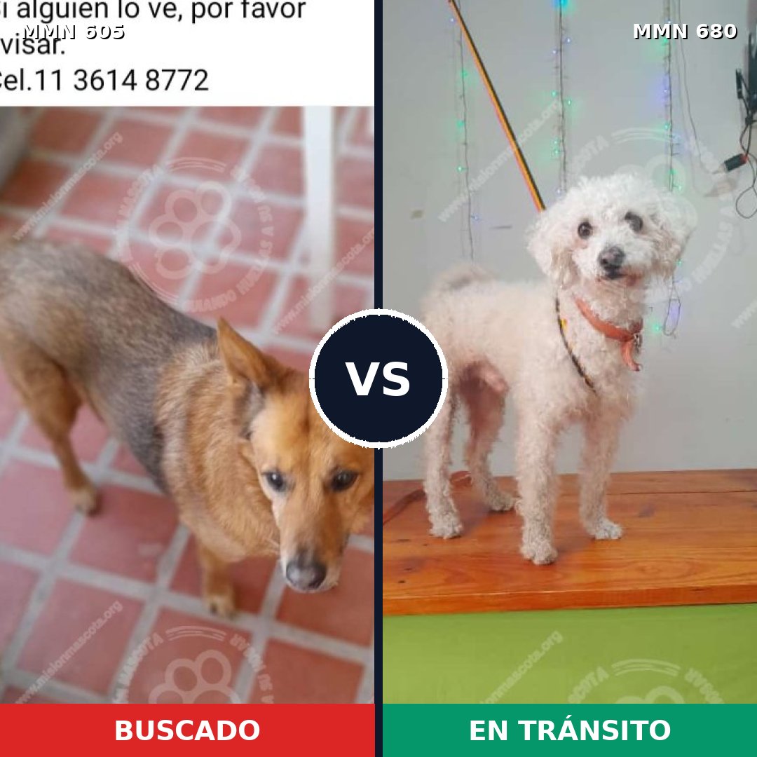 Comparativa MMS 11358: mascota perdida y mascota encontrada, 40% de similitud